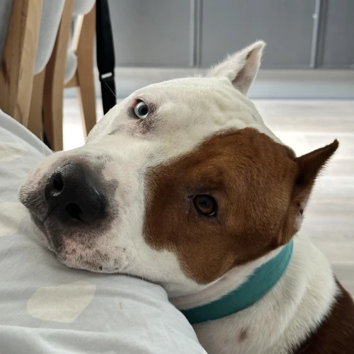 Фото instagram @petsfriend.by