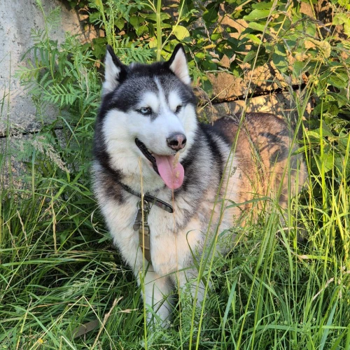 Фото instagram @petsfriend.by