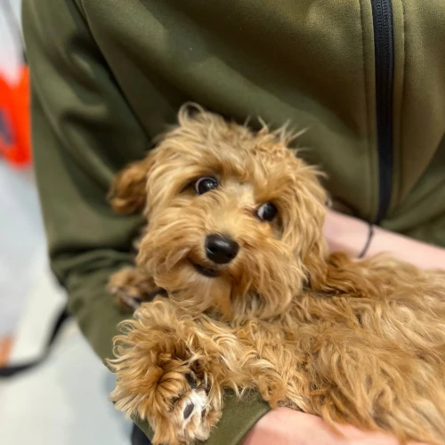 Фото instagram @petsfriend.by