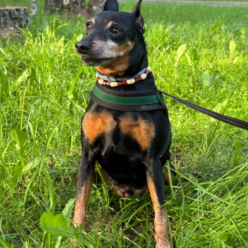 Фото instagram @petsfriend.by