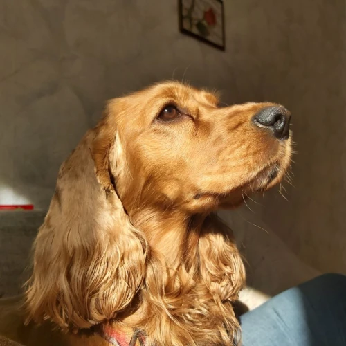 Фото instagram @petsfriend.by