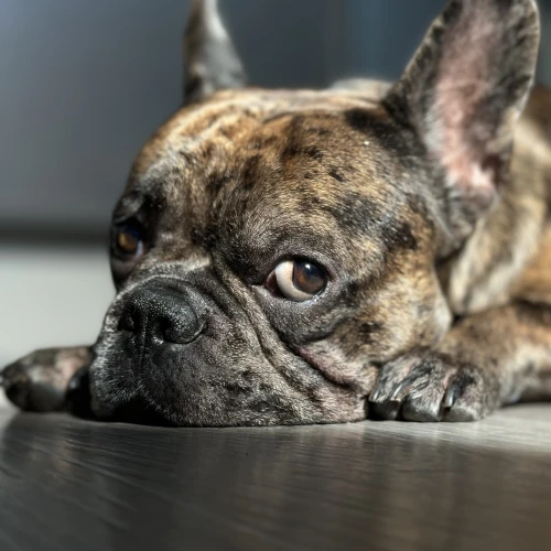 Фото instagram @petsfriend.by