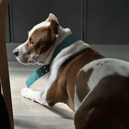 Фото instagram @petsfriend.by