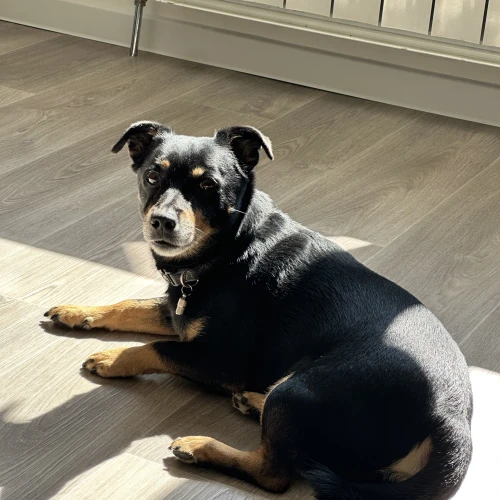 Фото instagram @petsfriend.by