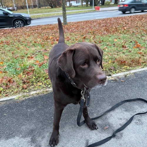 Фото instagram @petsfriend.by