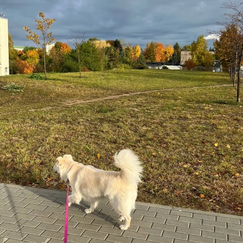 Фото instagram @petsfriend.by