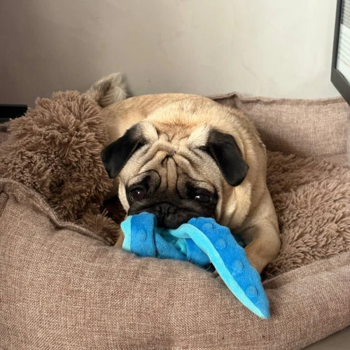 Фото instagram @petsfriend.by