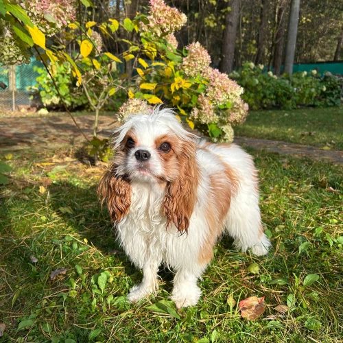 Фото instagram @petsfriend.by