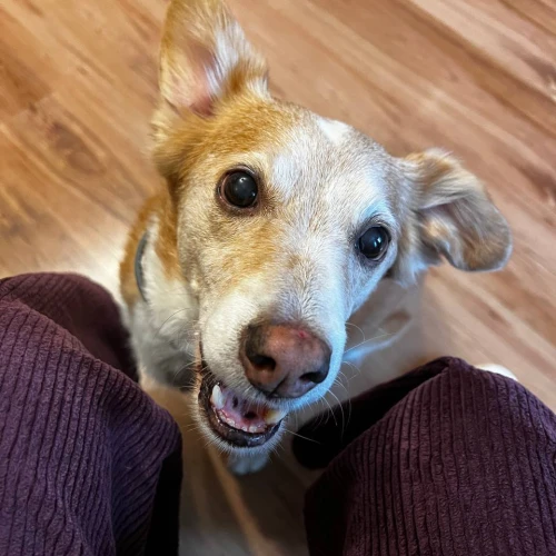 Фото instagram @petsfriend.by