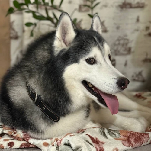 Фото instagram @petsfriend.by