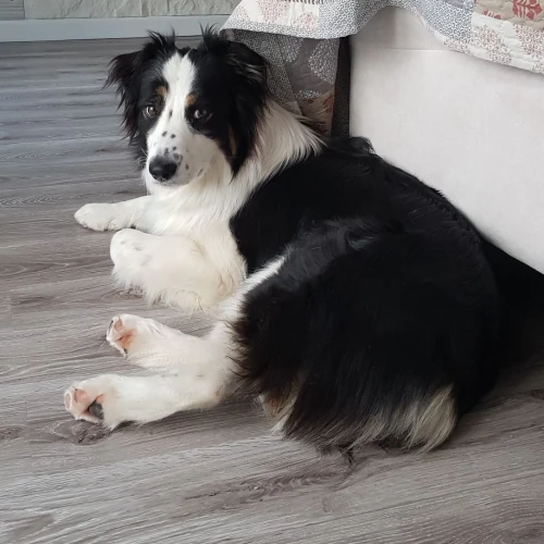 Фото instagram @petsfriend.by