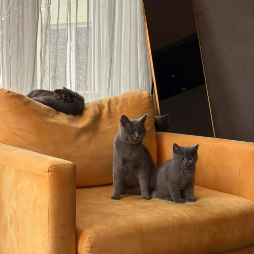 Галерея пет-ситтера Александра (2590)