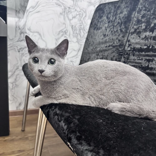 Галерея пет-ситтера Анна (2254)