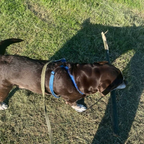 Галерея пет-ситтера София (2999)