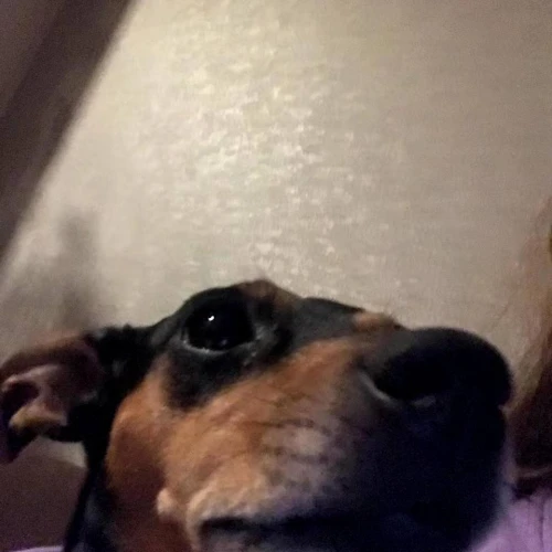 Галерея пет-ситтера София (2999)