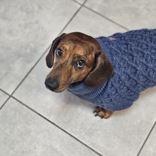 Галерея пет-ситтера Ирина (1283)