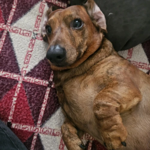 Галерея пет-ситтера Ирина (1283)