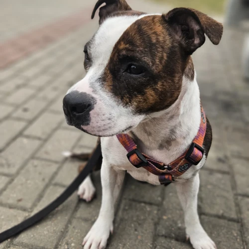 Галерея пет-ситтера Ирина (1283)