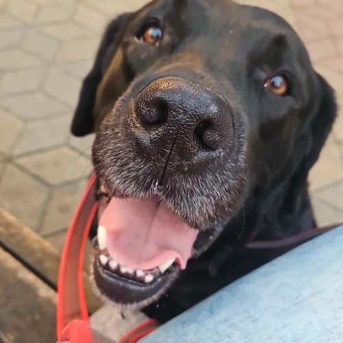 Галерея пет-ситтера Ирина (1283)