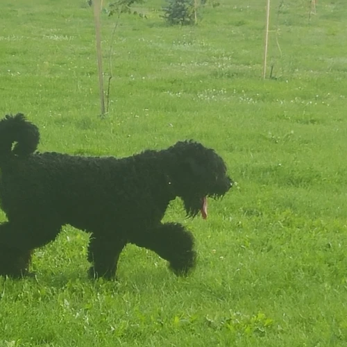 Галерея пет-ситтера Ирина (1283)