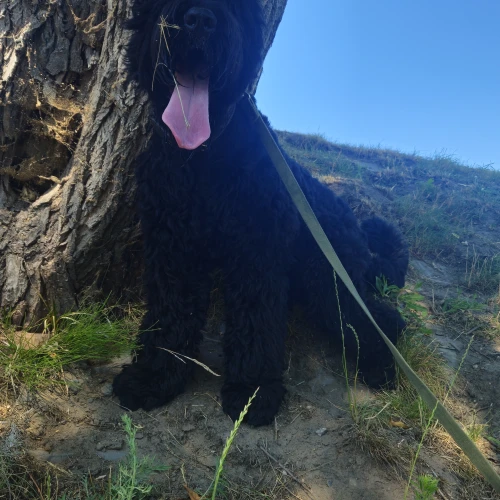 Галерея пет-ситтера Ирина (1283)