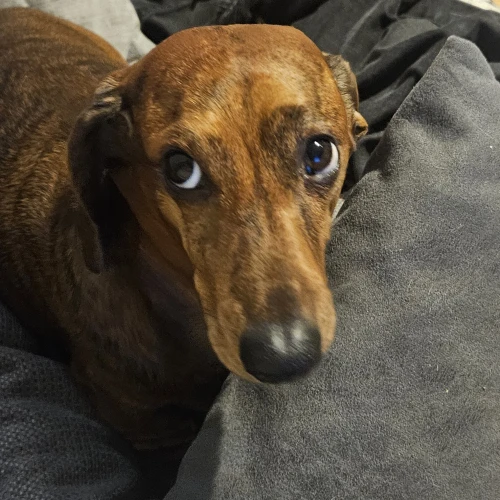 Галерея пет-ситтера Ирина (1283)