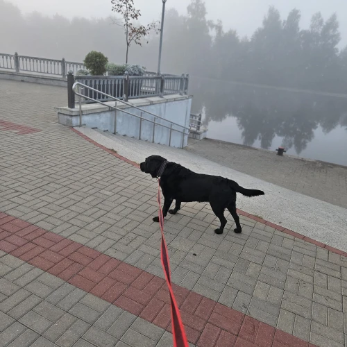 Галерея пет-ситтера Ирина (1283)