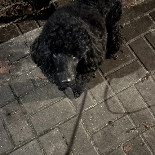 Галерея пет-ситтера Яна (2243)