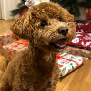 Аватар Ксения