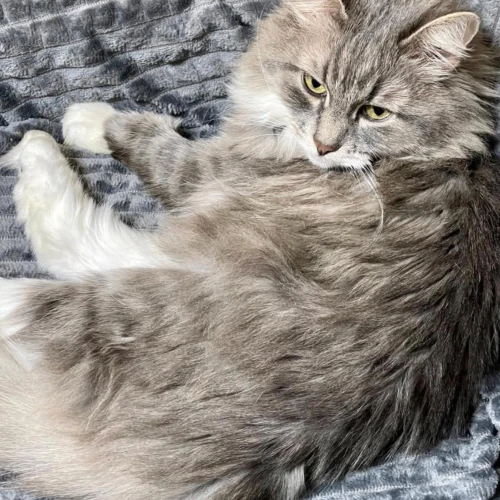 Галерея пет-ситтера Анна (2254)