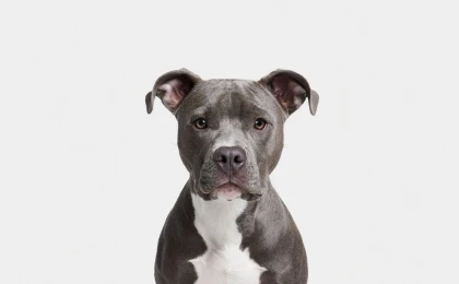 Американский стаффордширский терьер: портрет породы - Друг Питомца