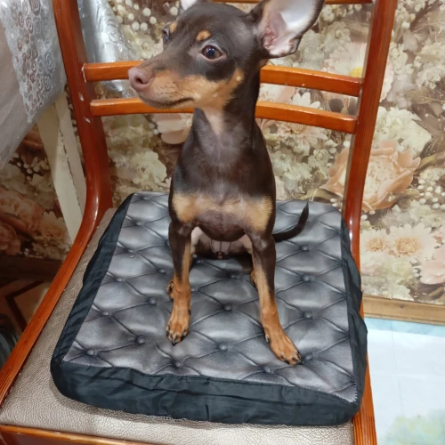 Галерея пет-ситтера Елена (1102)