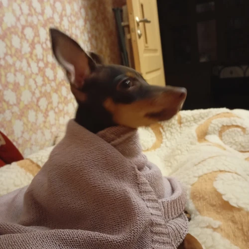 Галерея пет-ситтера Елена (1102)