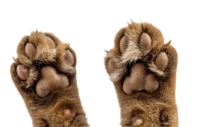 Как приучить собаку или кошку стричь когти без стресса и борьбы - Друг Питомца