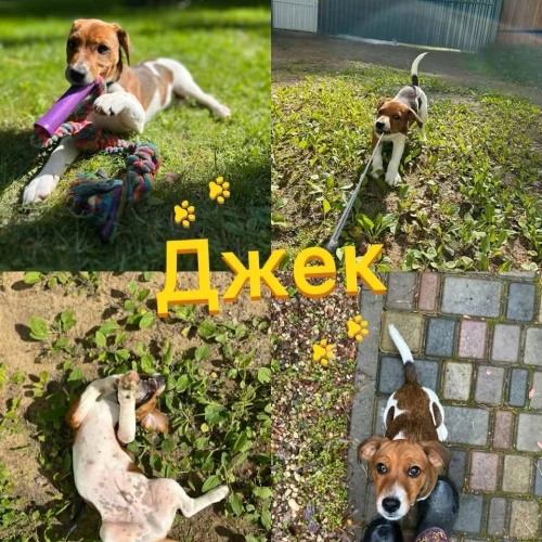 Галерея пет-ситтера Виктория (1058)