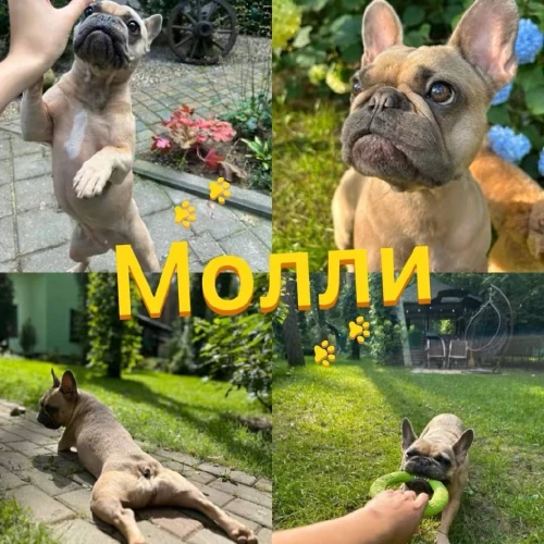 Галерея пет-ситтера Виктория (1058)