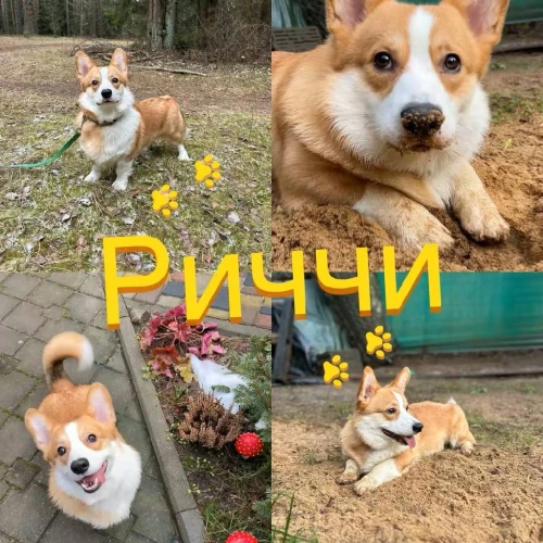 Галерея пет-ситтера Виктория (1058)