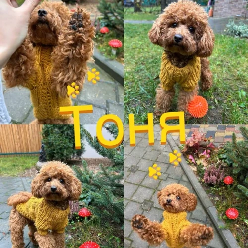 Галерея пет-ситтера Виктория (1058)