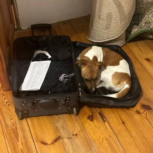 Галерея пет-ситтера Алеся (1725)