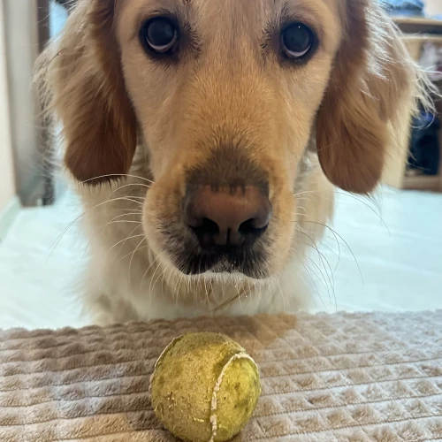 Галерея пет-ситтера Алеся (1725)