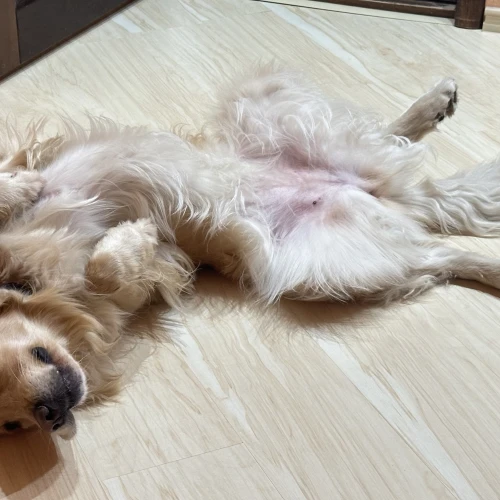 Галерея пет-ситтера Алеся (1725)