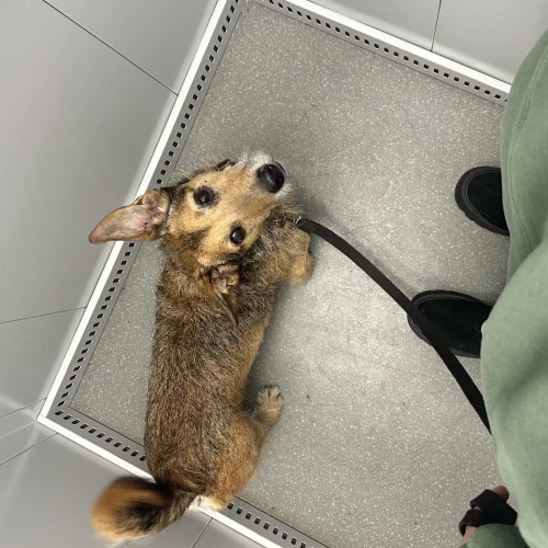 Галерея пет-ситтера Алеся (1725)