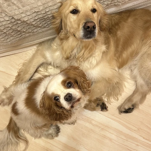 Галерея пет-ситтера Алеся (1725)