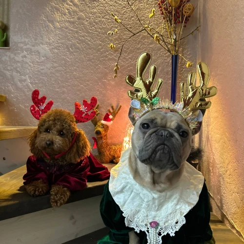 Галерея пет-ситтера Виктория (1058)