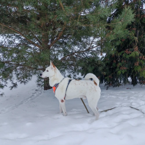 Галерея пет-ситтера ИННА (579)