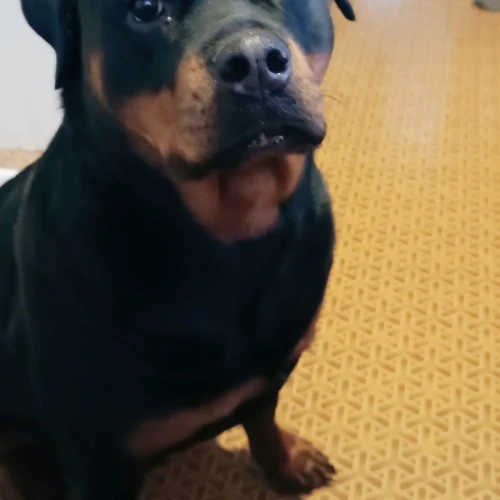 Галерея пет-ситтера Анна (47)