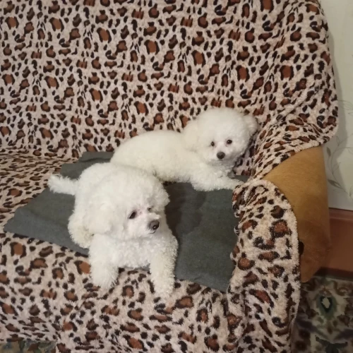 Галерея пет-ситтера Елена (1102)