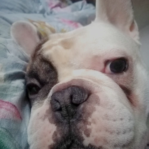 Галерея пет-ситтера Светлана (2119)