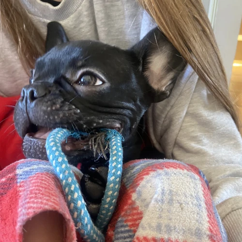 Галерея пет-ситтера Екатерина (2016)