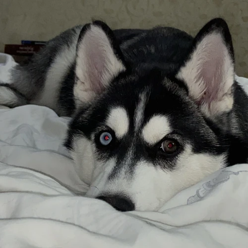 Галерея пет-ситтера Екатерина (2016)